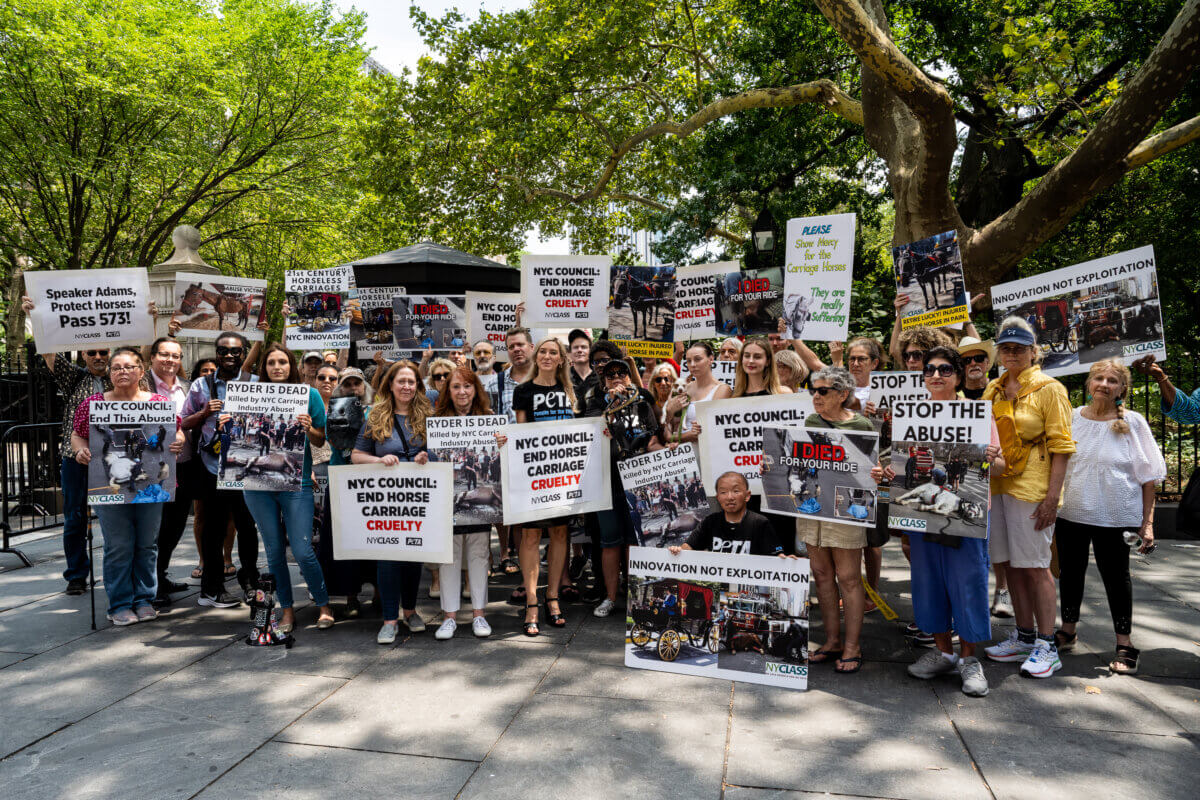 NY:Rally to abolish horse carriages
