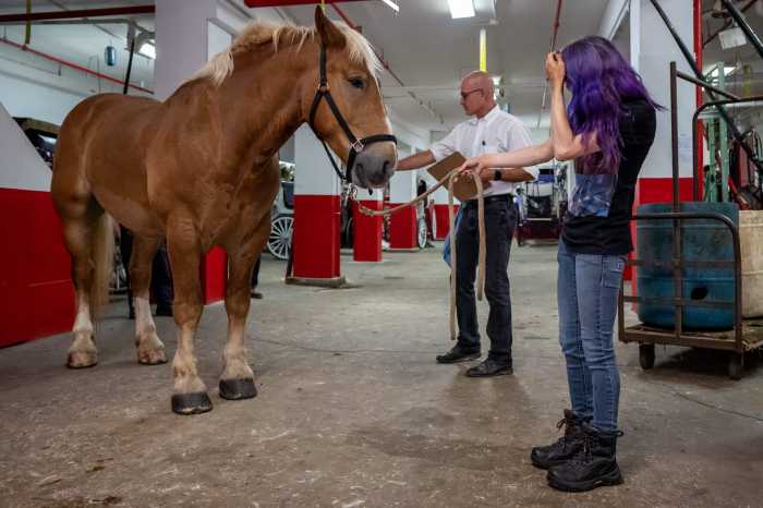 Carriage horse industry equine. under inspection