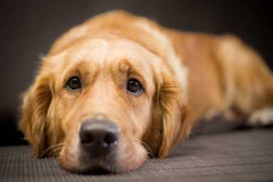 Purebred dog looking sorry at camera and lying down