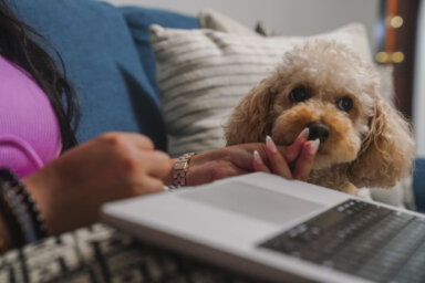 Financial Wellness Pet Finances