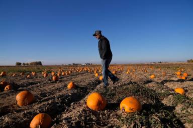 Alan Mazzotti walks through one of his pumpkin fields