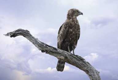 Brown snake eagle