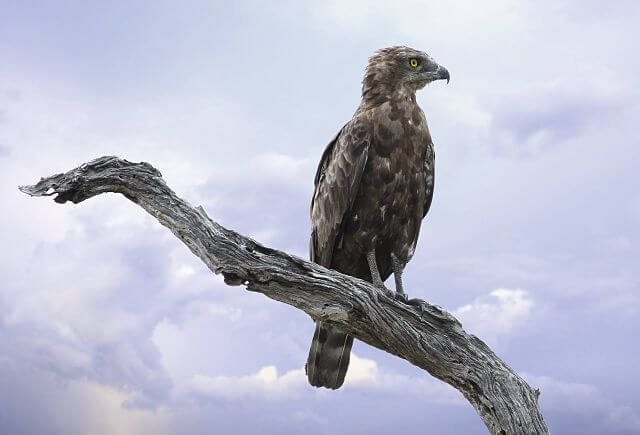 Brown snake eagle