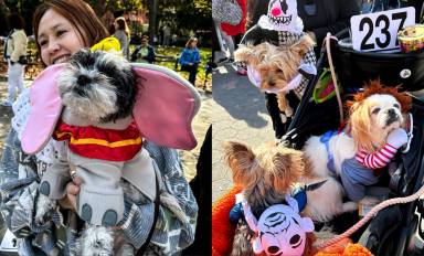 Dress your dog up for the Doggie Costume Contest in the Meatpacking District on Oct. 22 for an early Halloween celebration
