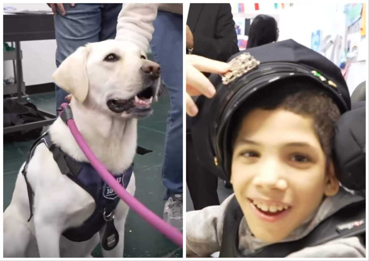 k9joined