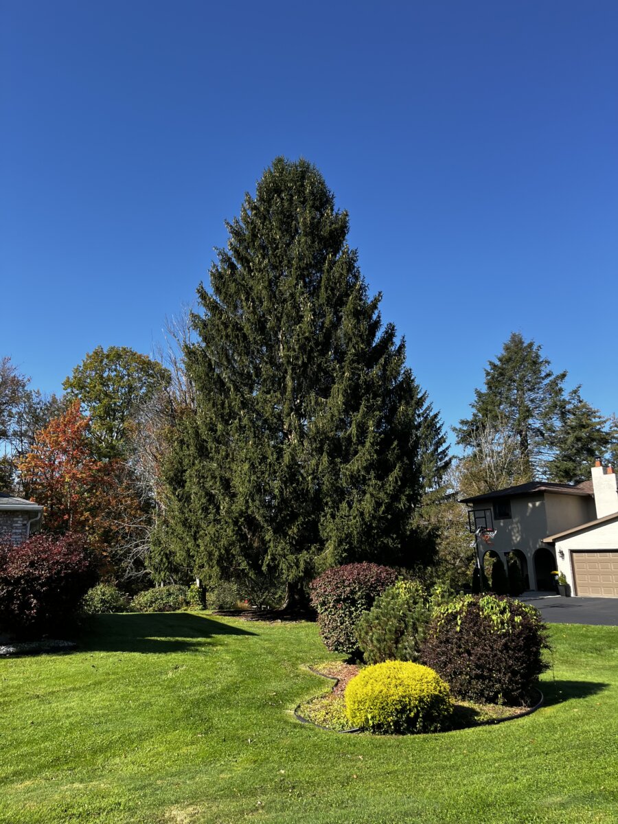 The 2023 Rockefeller Center Christmas Tree.