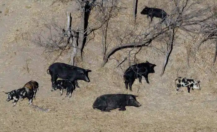 feral super pigs
