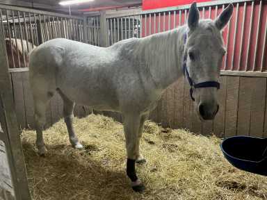 Carriage horse