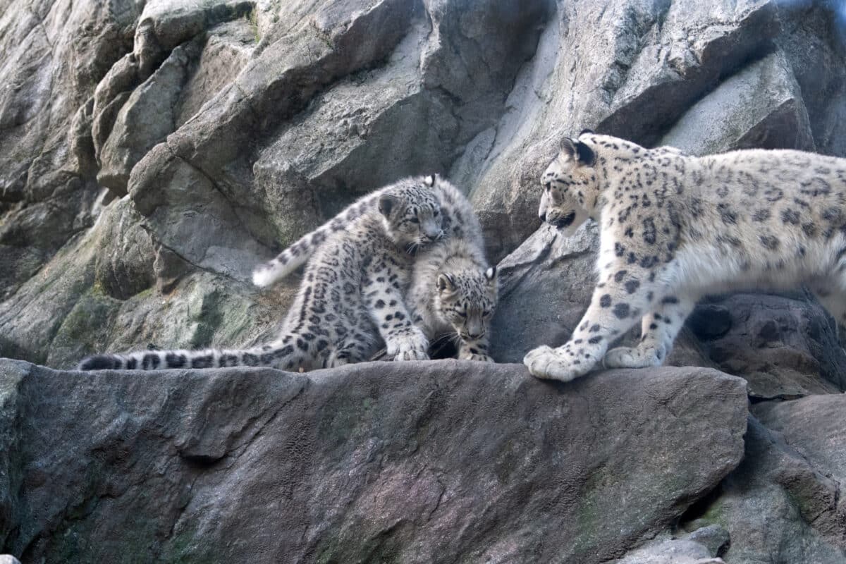 Two snow leopard cubs and a grown snow leopard at the Bronx Zoo.