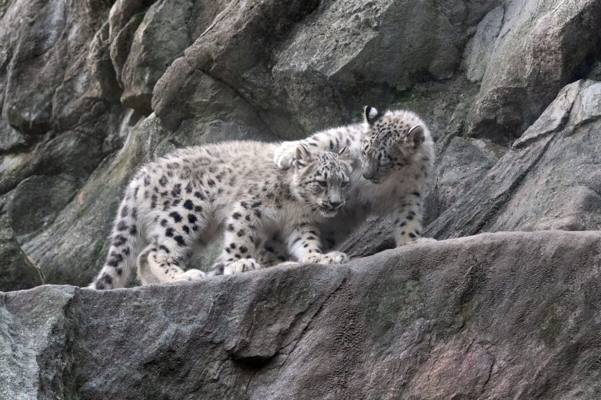 Two snow leopard cubs at the Bronx Zoo.