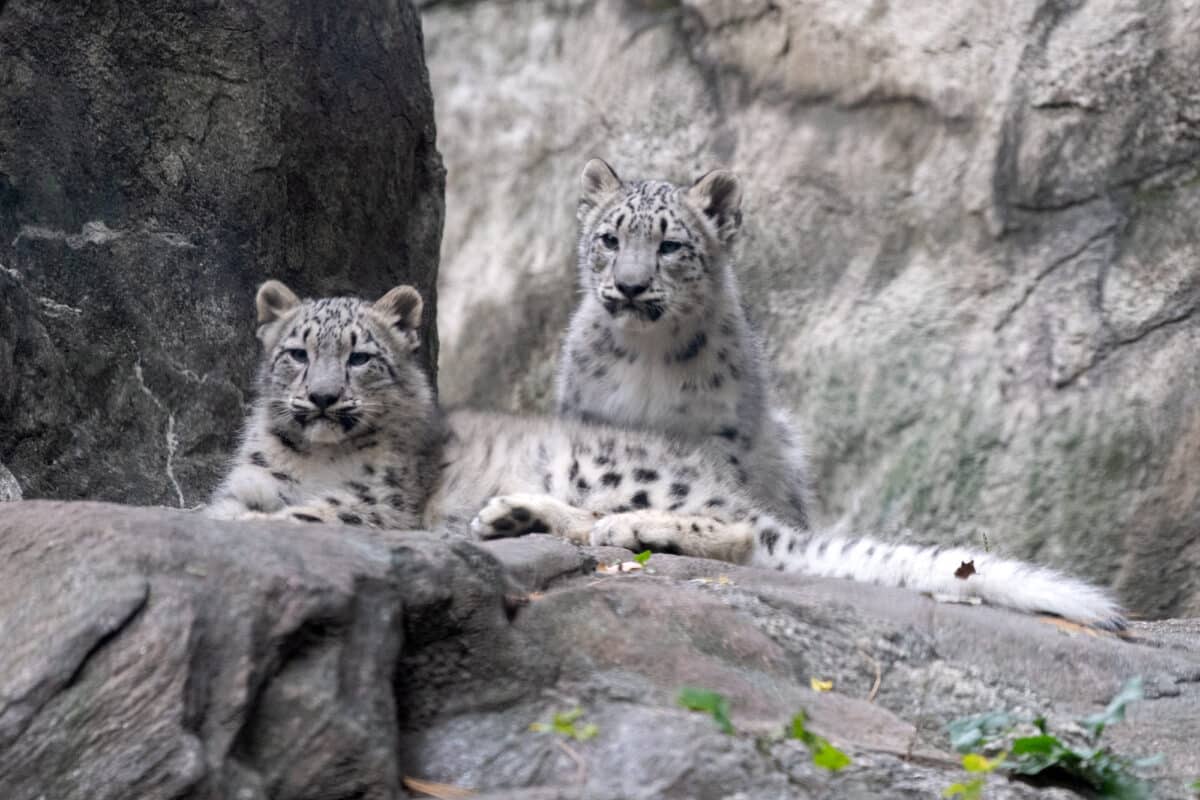 Two snow leopard cubs at the Bronx Zoo.