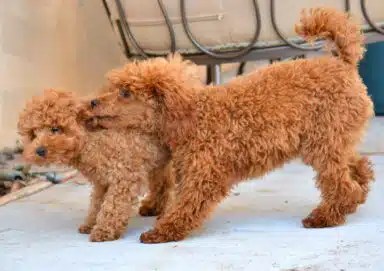 The dognappers stole six poodle puppies from the Bronx apartment building.