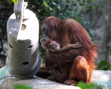 This undated photo provided by the Denver Zoo, shows Sumatran orangutan Eirina and her baby Siska.