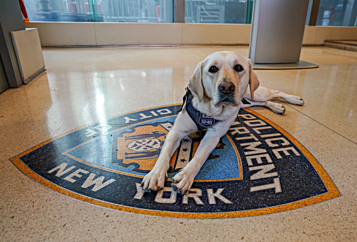 Police dog featured on special NYPD calendar