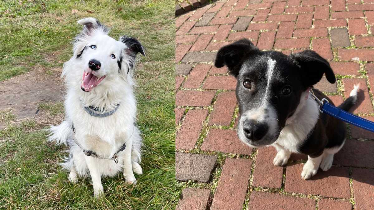 Atlas (left) and Reed (right)