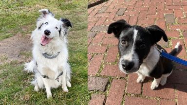 Atlas (left) and Reed (right) are the newest members of the Governors Island working dogs.