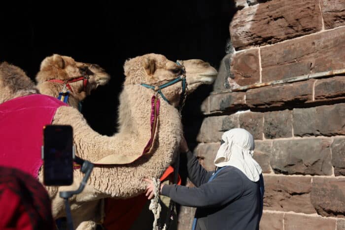 The 47th Annual Three Kings Day parade warmed hearts in frigid weather 6 Three camels