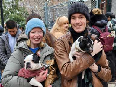 Two people holding Boston Terriers