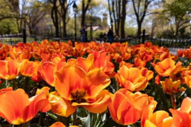 Garden of Orange Tulips at Washington Square Park in New York City during Spring