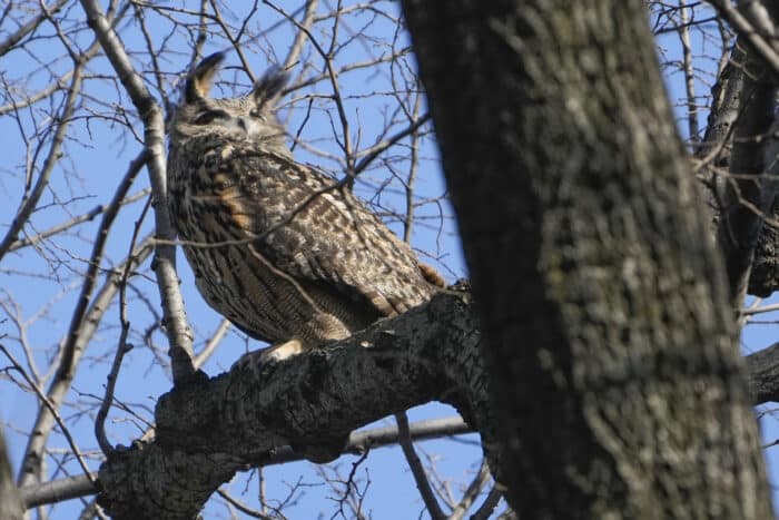Flaco the escaped owl on tree limb
