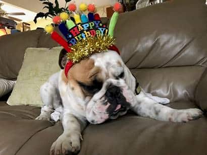 New York City veterinary practice celebrates pups born on Leap Day 7