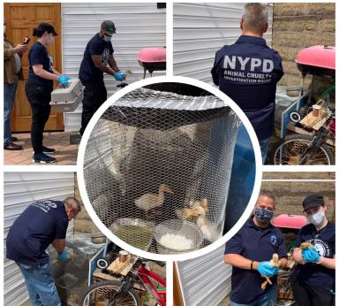 NYPD Animal Cruelty Investigation Squad