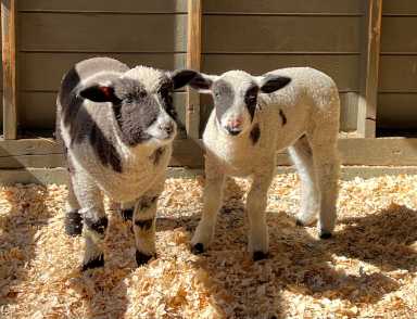 lambs at the central park zoo