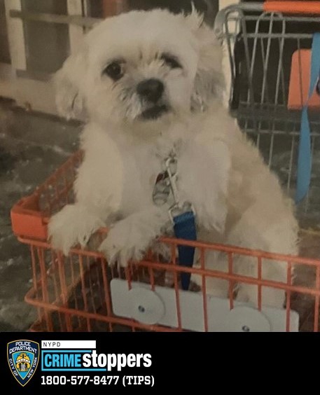 1011-24 Petit Larceny 75 Pct 03-18-24_Picture of dog