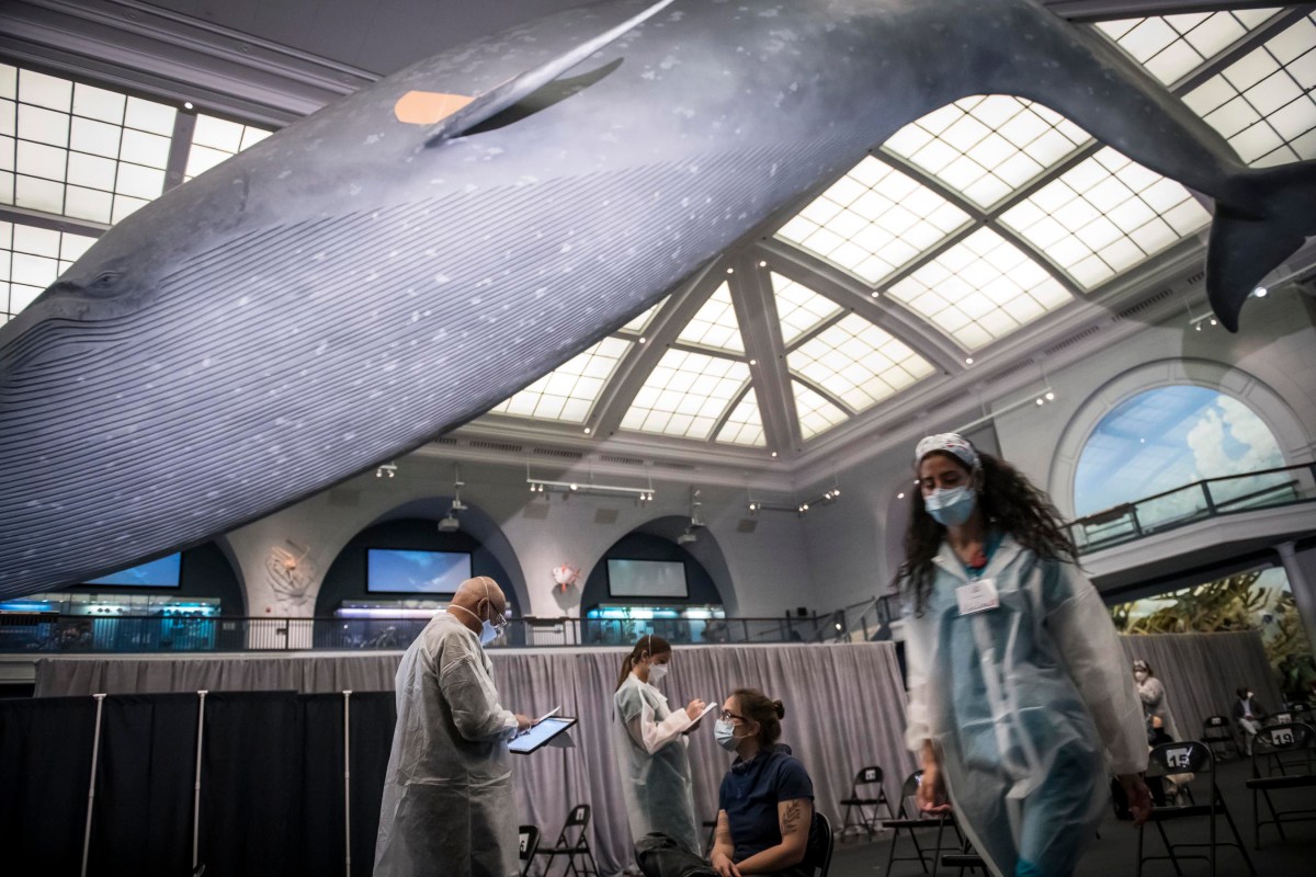 American Museum of Natural History blue whale model above COVID-19 vaccination booth