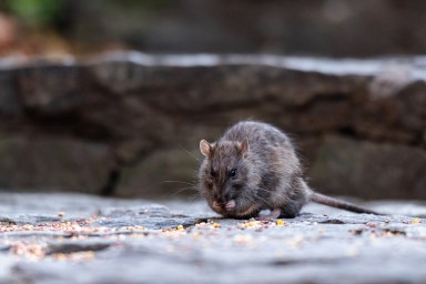A rodent is seen eating seeds