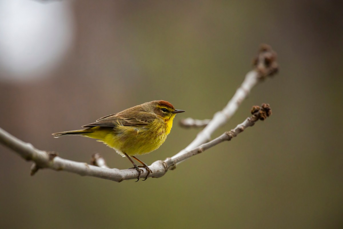 Palm Warbler Perched on Branch