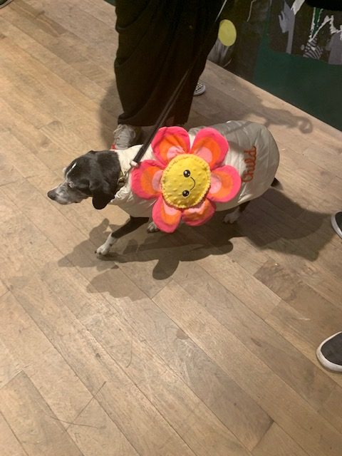 dog wearing a flower-pattern harness