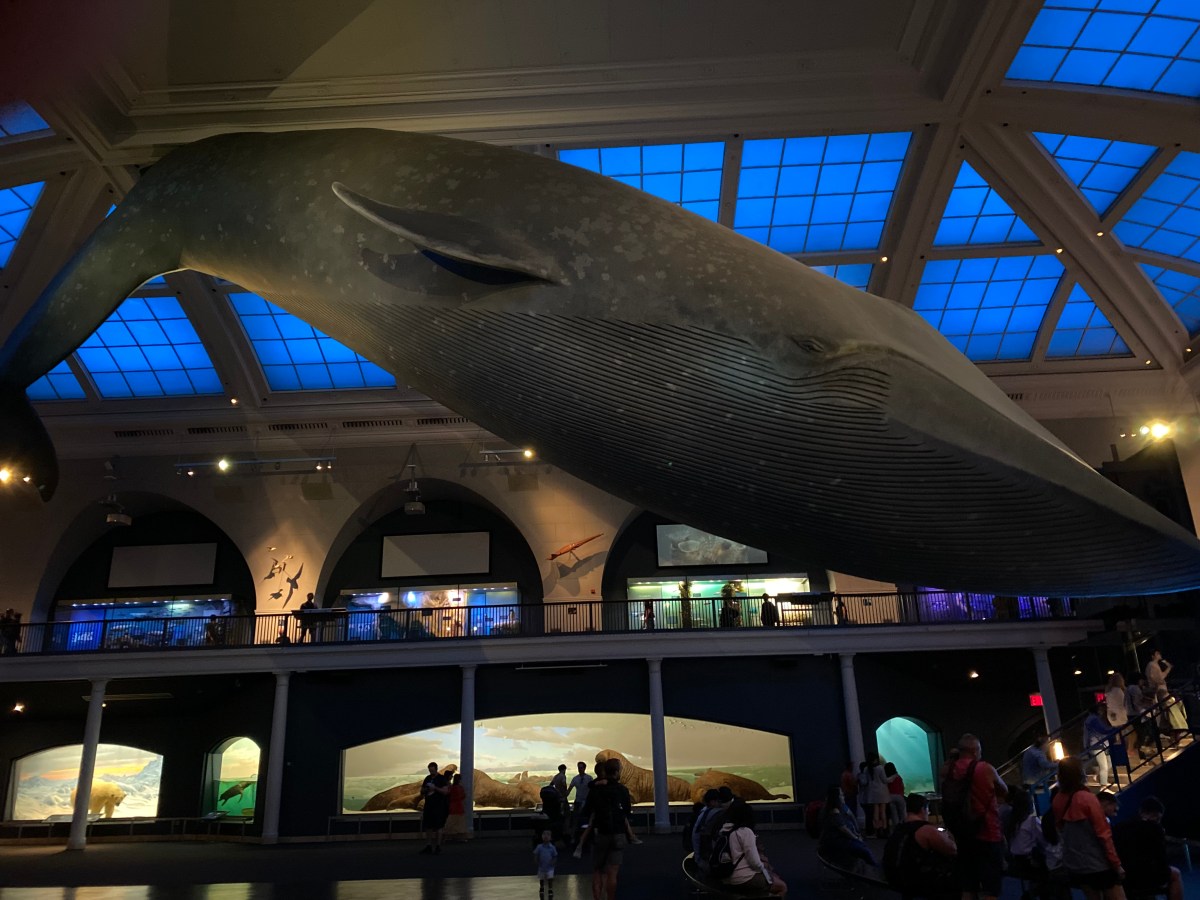 Blue whale model at the American Museum of Natural History
