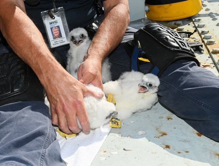 DEP scientist Chris Nadareski climbs the Verrazzano each year to band the chicks