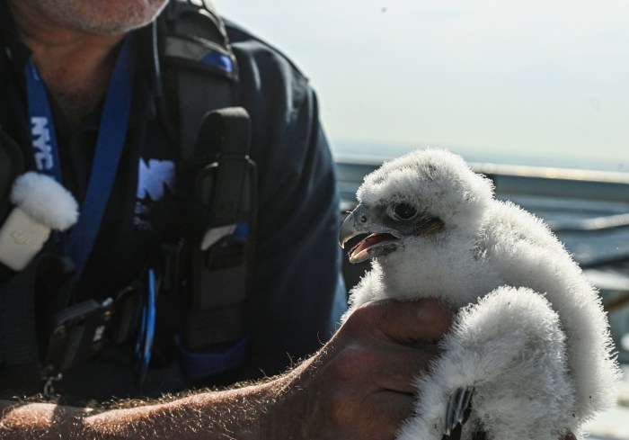 The chicks are banded for research and safety purposes but otherwise are left alone