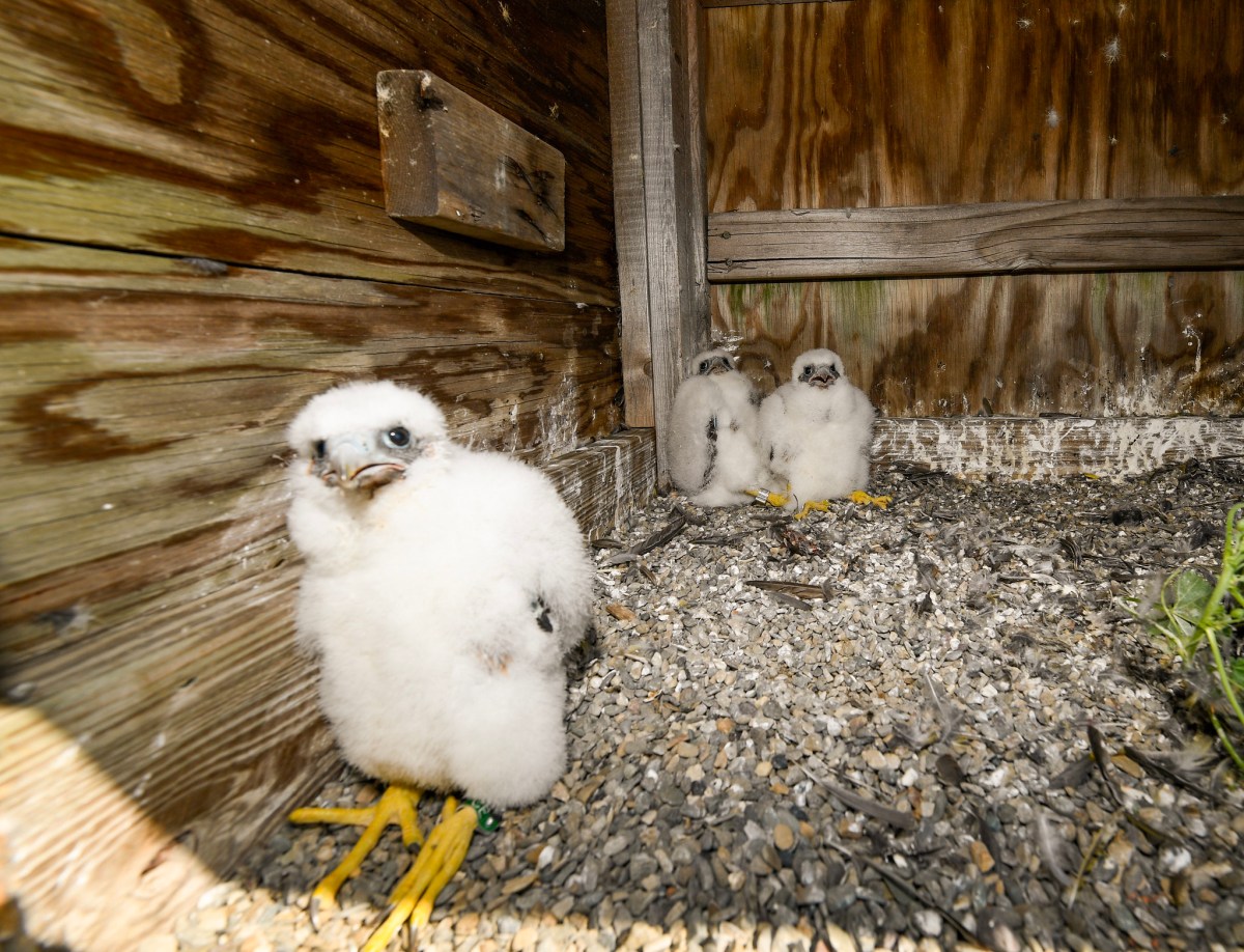 Falcon chicks that hatched atop the Verrazzano Narrows Bridge