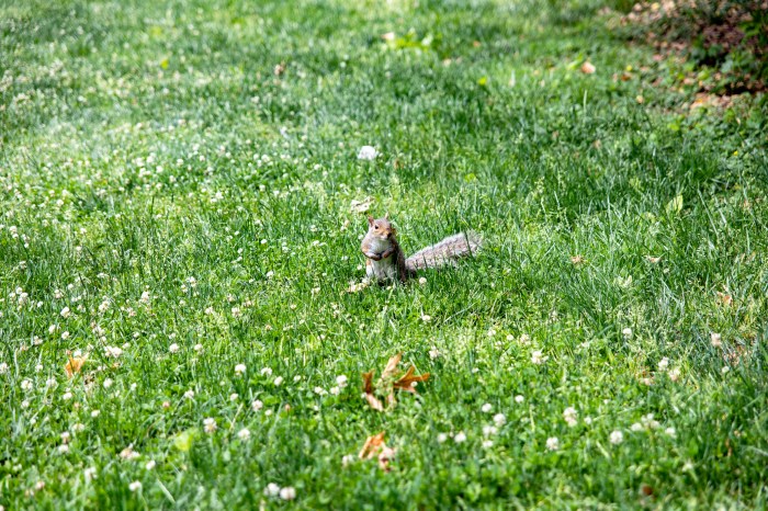 A squirrel in New York’s central park (USA).