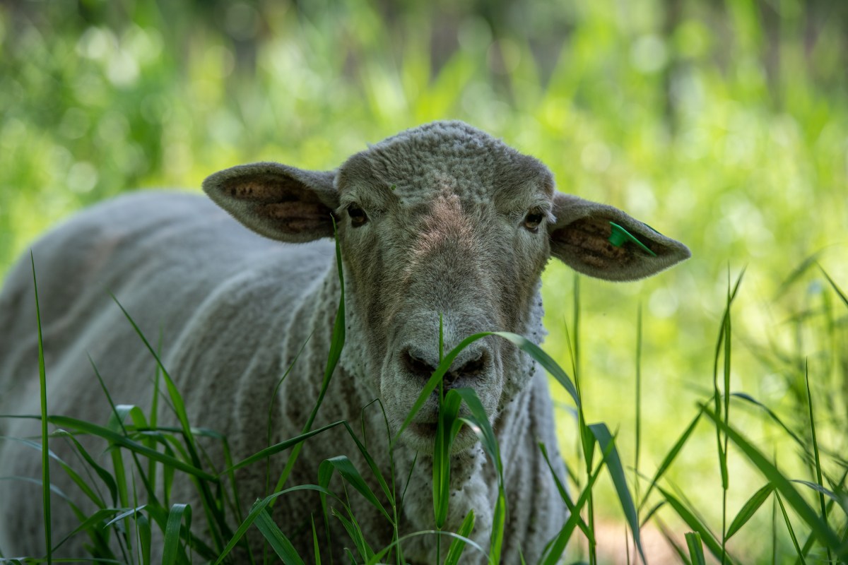 They’re baaaaack: Flock of sheep return to Governors Island to munch on invasive plant life