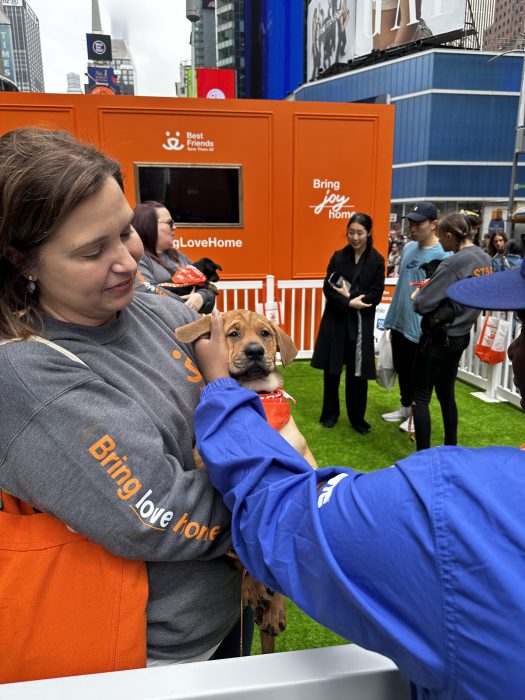 Pets find 'fur-ever' homes at Best Friends Animal Society's pop-up playpen in Times Square 4