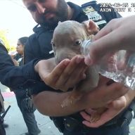 Queens cops rescue dogs