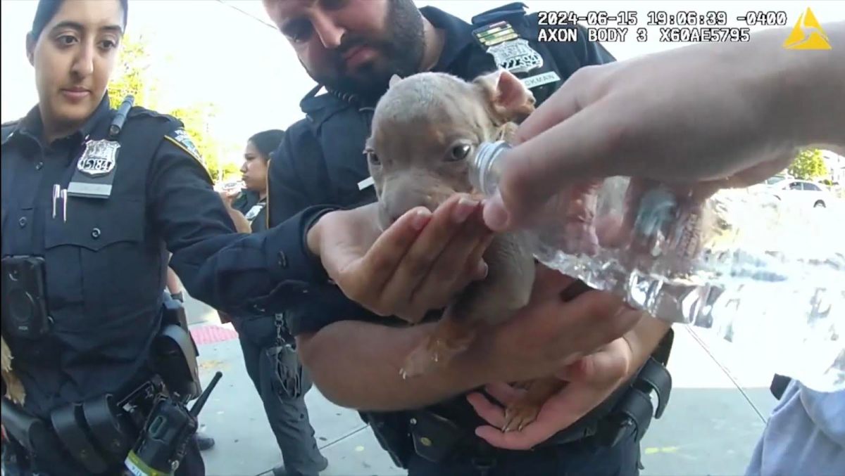 Queens cops rescue dogs