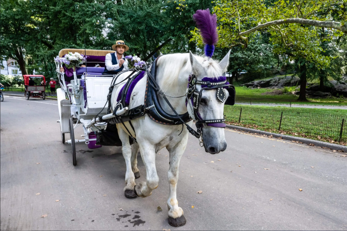 Horse-Drawn Carriages Divide NYC