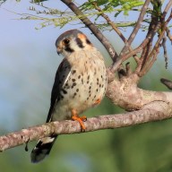 American kestrel bird on a branch, a mascot for the NYC Bird Alliance
