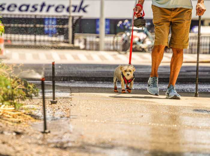 A man and dog