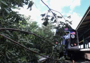 Fallen tree branch delays subway trains