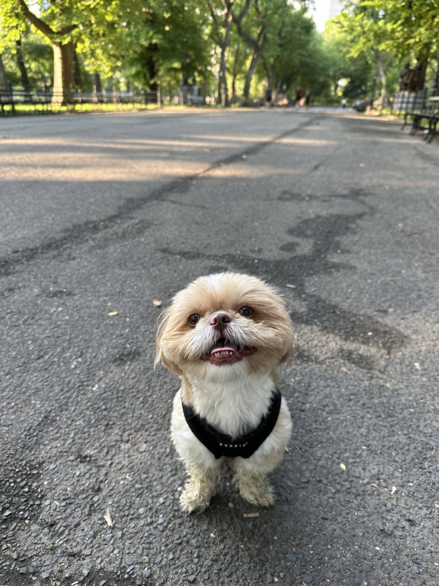 New York City politics is a doggy world; dog mayor canine-didates hope to ‘bark’ change 2 Enzo the Pomeranian