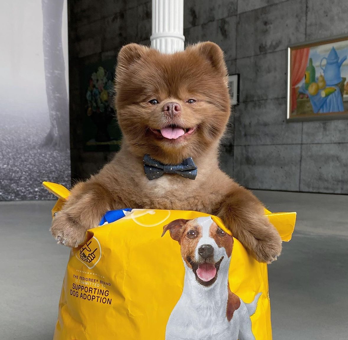 New York City politics is a doggy world; dog mayor canine-didates hope to ‘bark’ change 3 Bertram the Pomeranian