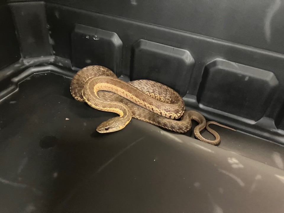 Cops caught a sneaky serpent slithering across the street in the West Village on Sunday afternoon.