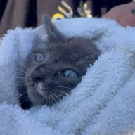 gray cat rescued on Staten Island wrapped in a towel
