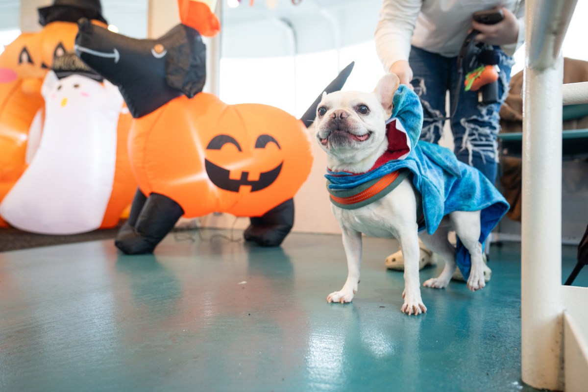 Circle Line to bring back Howling Halloween Pup Cruise with costume contest and adoption event 3 A pup in costume onboard last years Howling Halloween Pup Cruise